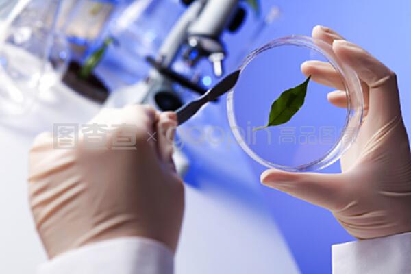生物学实验室中的绿色植物 自然科学研究和试验发展的基石